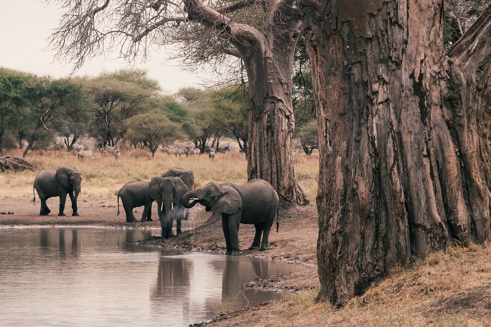 African elephants via Elliot Paris via Unsplash
