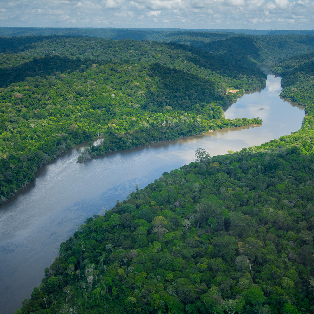 Jari Pará Forest Conservation Project in the Amazon