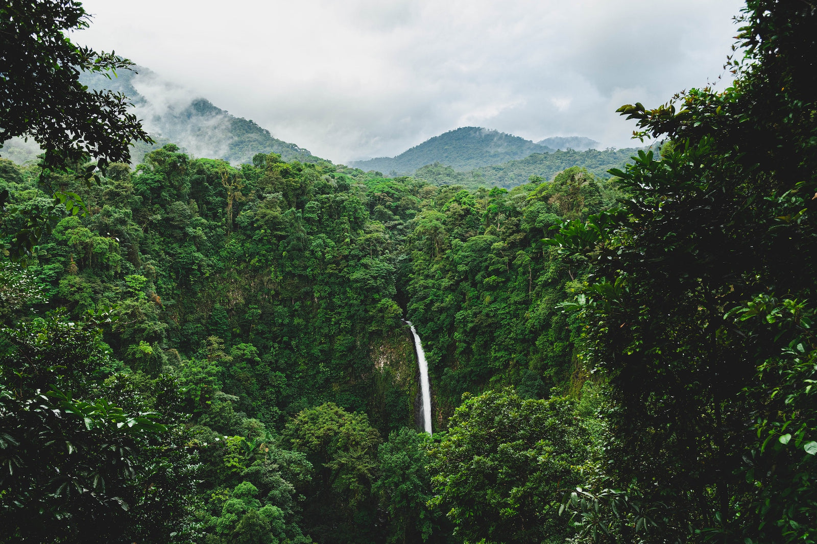 South American Rainforest - Photo by Etienne Delorieux on Unsplash