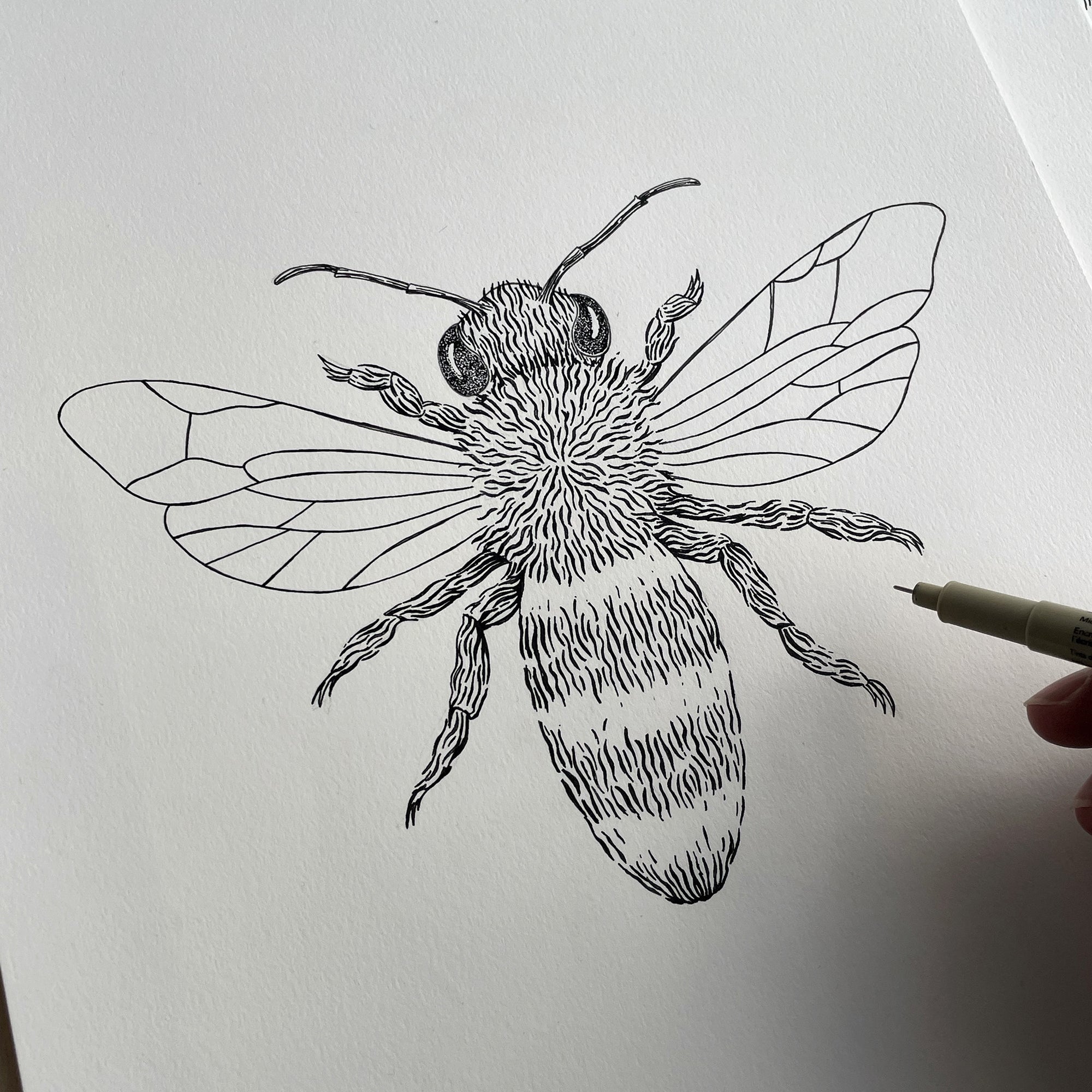 Jan Perit draws a bee illustration for a collaboration with London design studio Wingback